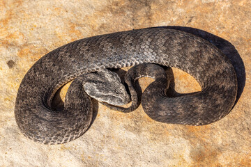 Close uo of Australian Common Death Adder (Acanthophis antarcticus)