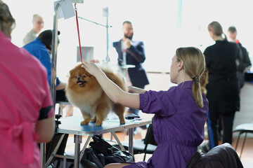 Spitz, pomeranian dog care in a salon with a lot of people