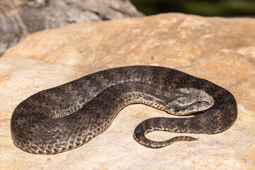 Australian Common Death Adder showing lure at tip of tail (Acanthophis antarcticus)