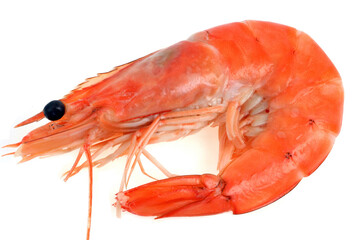 Crevette en gros plan sur fond blanc