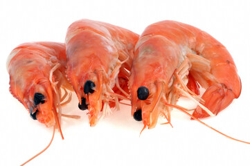 Crevettes en gros plan sur fond blanc