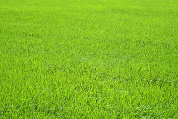 Bright field of rice growing in Vietnam
