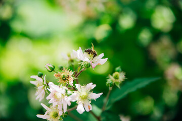A honey bee pollinates a flowering blackberry bush. A bee sits on a white flower and collects nectar and pollen. Bright sunny day. Insect life.