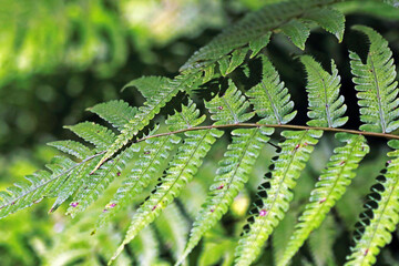 The green fern leaf