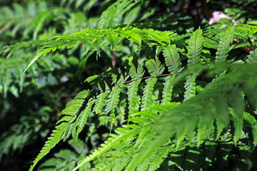 The green fern leaf