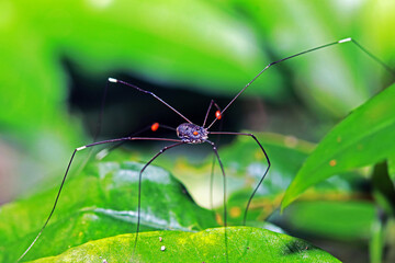 The long leg spider on leaf