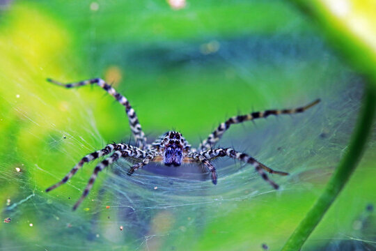 A Wolf Spider On A Web