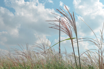 reeds and cloudy sky