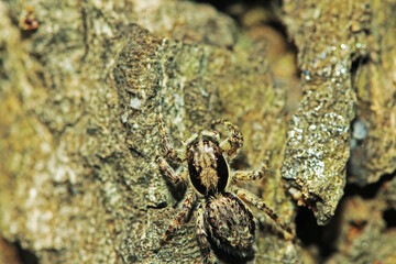Spider on the tree