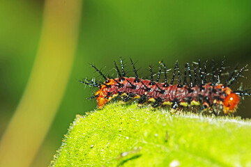 caterpillar on leaf