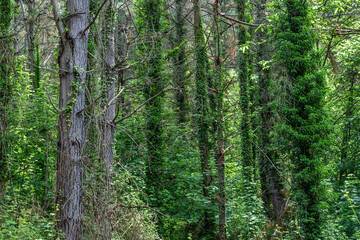 Pine forest on the banks of the Narcea River with its trunks covered with climbing ivy. Asturias, Spain.