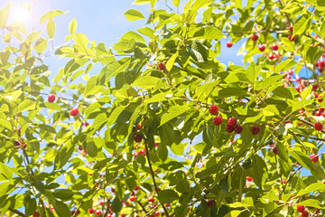 ECO Cherry in the sunny garden. Ripe cherries hanging from a cherry tree branch in the orchard. Sun light on fruits cherry orchard in summer.