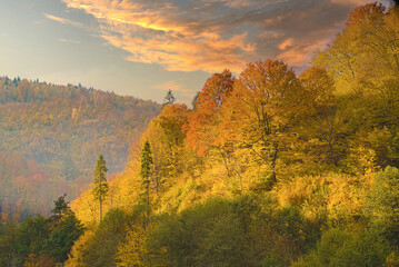 Fototapeta premium dense forest with canopies of green fir trees and colorful yellow lush canopies in the autumn mountains at sunset.