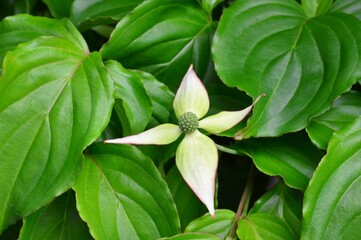 ヤマボウシ（山法師）