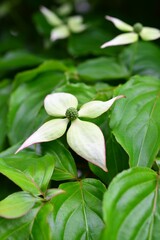 ヤマボウシ（山法師）