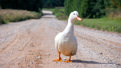 
A white, nice, lazy duck with blue eyes walks along a rocky dirt road in the warm sun