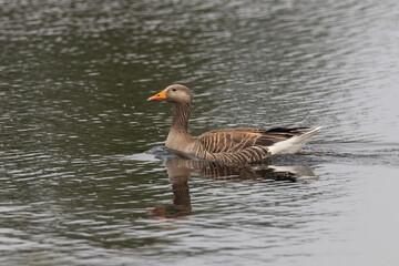 Fototapeta premium Greylay goose swimming on lake