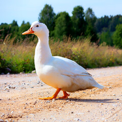 
A white, nice, lazy duck with blue eyes walks along a rocky dirt road in the warm sun