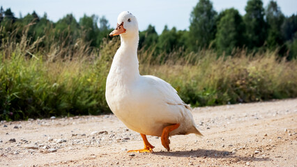 
A white, nice, lazy duck with blue eyes walks along a rocky dirt road in the warm sun