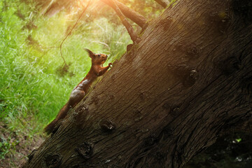 Close-up portrait of red squirrel perched on the branch