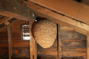 スズメバチの巣　屋根裏