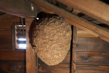 スズメバチの巣　屋根裏