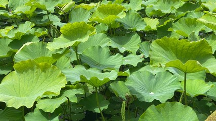 The beautiful lotus leaves in the middle of summer, downtown Tokyo Ueno park, year 2022 June 9th sunny weekday