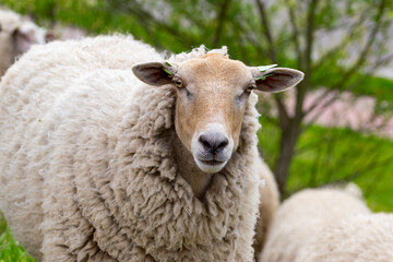 sheep in the field looking in the camera