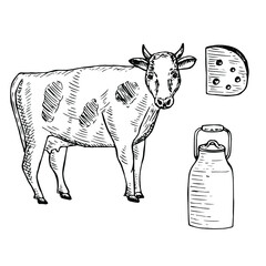 Cow and dairy products vector illustration, hand drawing sketch
