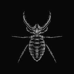 Camel Spider hand drawing vector illustration isolated on black background