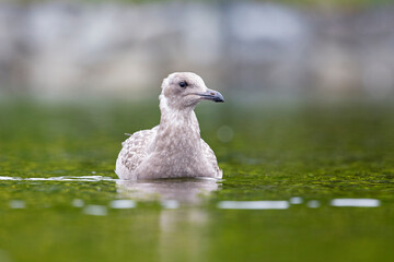 An adult non American Herring Gull (Larus smithsonianus) swimming in a lake.