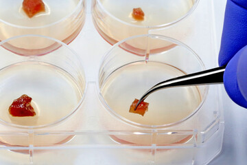 A scientist examines a piece of meat grown on a multi-well plate in the laboratory. Lab-grown meat...