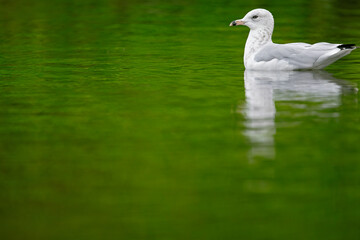 A non adult ring-billed gull (Larus delawarensis) swimming in a lake.