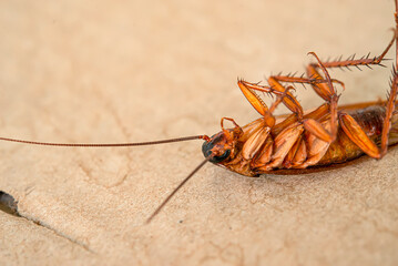 The missing tentacles of the cockroach