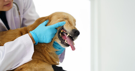 Banner of close up of veterinarian's hand open the dog mount to check health of teeth gum and...