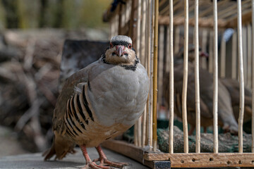 Red-legged partridge, Alectoris rufa, shot with landscape in an Anatolian village