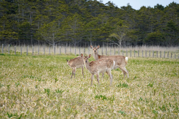 草原にたたずむ鹿　こちらを見つめている　
