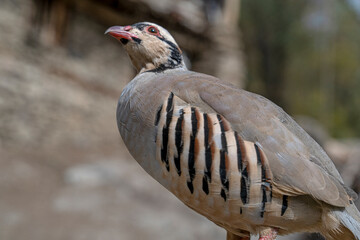 Red-legged partridge, Alectoris rufa, shot with landscape in an Anatolian village