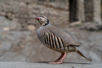 Red-legged partridge, Alectoris rufa, shot with landscape in an Anatolian village