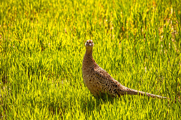 female pheasant in a green field with wheat on a sunny day, against the sun. Countryside farming.
