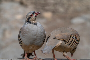 Red-legged partridge, Alectoris rufa, shot with landscape in an Anatolian village