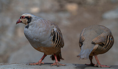Red-legged partridge, Alectoris rufa, shot with landscape in an Anatolian village