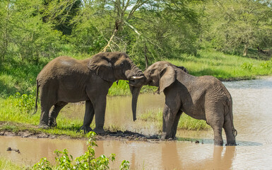 The elephants in the Sungulwane Private Game Reserve near Durban city in South Africa are very emotional and sometimes swimming in the water.