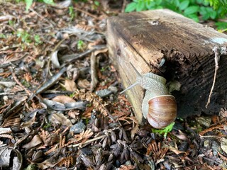 snail in shell crawling on in the forest, summer day in garden, garden snail climbing on a stump, edible snail or escargot, slow, Achatina, Gastropoda