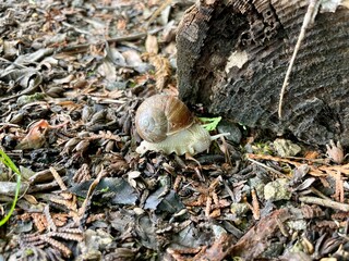 snail in shell crawling on in the forest, summer day in garden, garden snail climbing on a stump, edible snail or escargot, slow, Achatina, Gastropoda