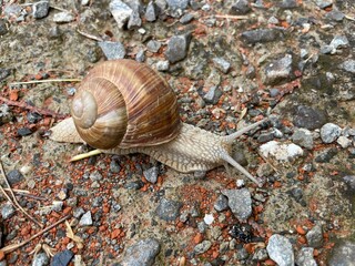 snail in shell crawling on in the forest, summer day in garden, garden snail climbing on a stump, edible snail or escargot, slow, Achatina, Gastropoda