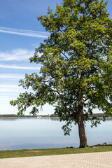 Lonely tree by the lake. Sunny day on the lake. Green tree on the background of a blue lake on a summer day.