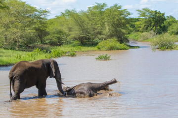 Fototapeta premium The elephants in the Sungulwane Private Game Reserve near Durban city in South Africa are very emotional and sometimes swimming in the water.