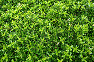 Obraz premium Green leaves wallpaper. Boxwood green. Evergreen wallpaper. Fresh, green, wet plant leaves 