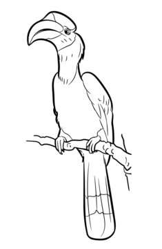 recommend clip art: Drawing of Great hornbill bird.